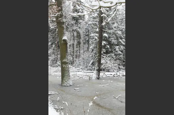 Fokus-Natur Bild