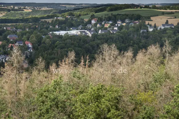 Fokus-Natur Bild