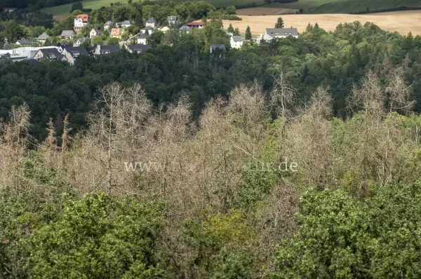 Fokus-Natur Bild