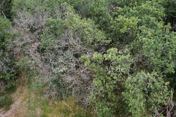 Fokus-Natur Bild
