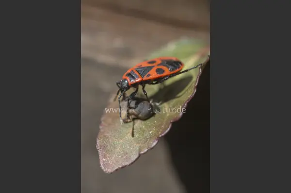 Fokus-Natur Bild