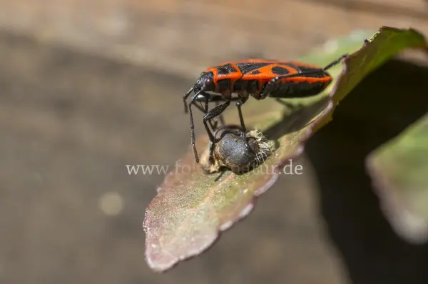 Fokus-Natur Bild