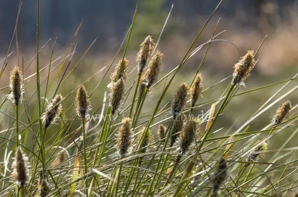 Fokus-Natur Bild