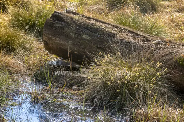 Fokus-Natur Bild