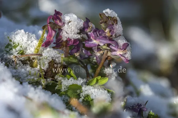 Fokus-Natur Bild