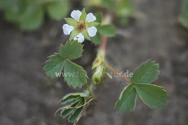 Fokus-Natur Bild