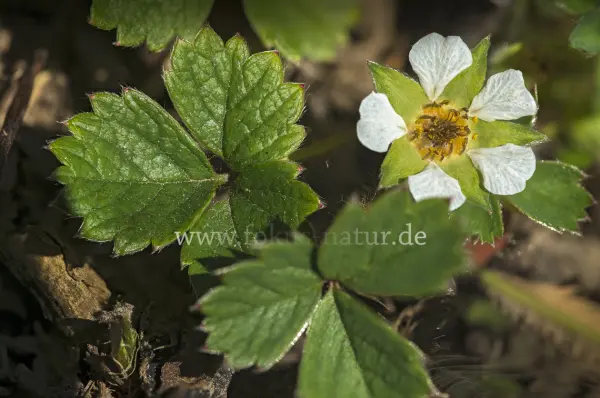 Fokus-Natur Bild