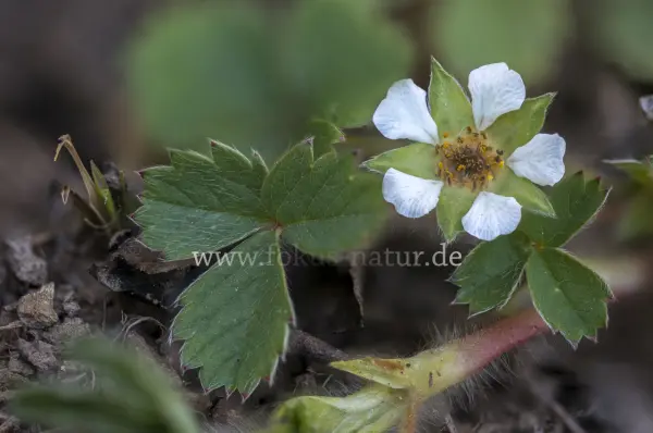 Fokus-Natur Bild