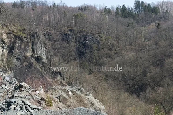 Fokus-Natur Bild