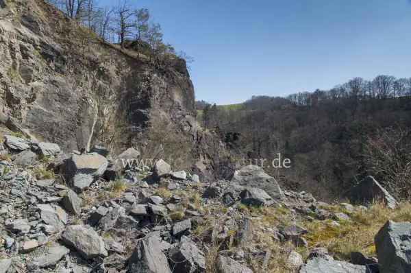 Fokus-Natur Bild