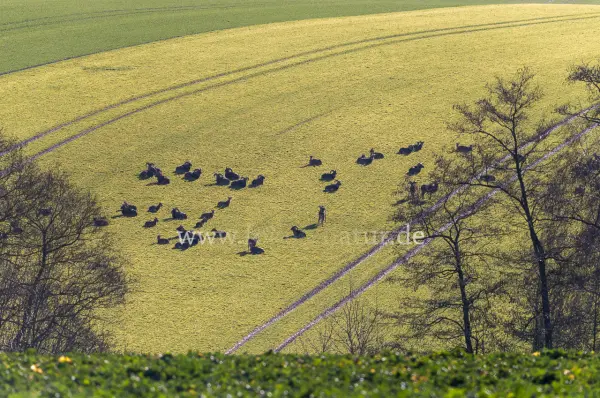 Fokus-Natur Bild
