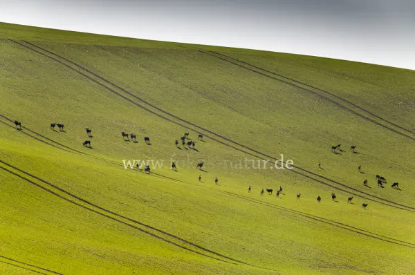 Fokus-Natur Bild
