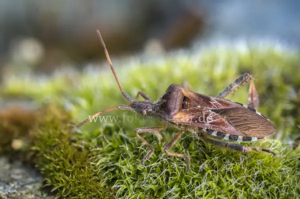 Fokus-Natur Bild