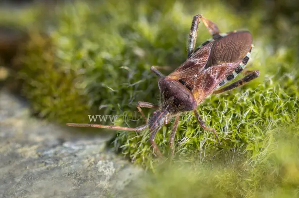 Fokus-Natur Bild