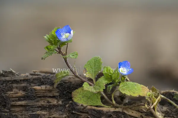 Fokus-Natur Bild