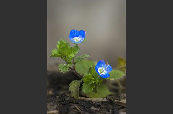 Fokus-Natur Bild