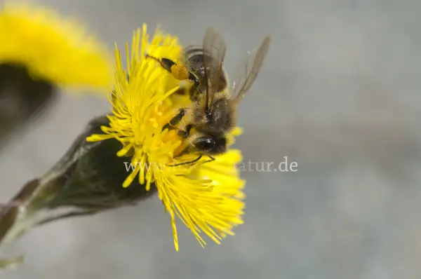 Fokus-Natur Bild
