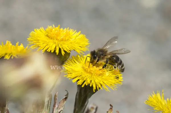 Fokus-Natur Bild