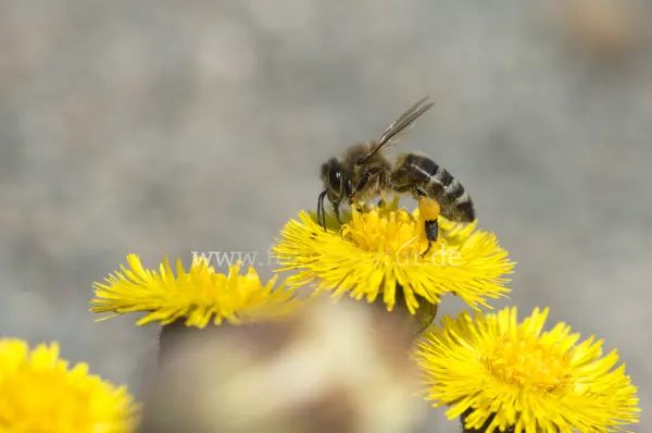 Fokus-Natur Bild