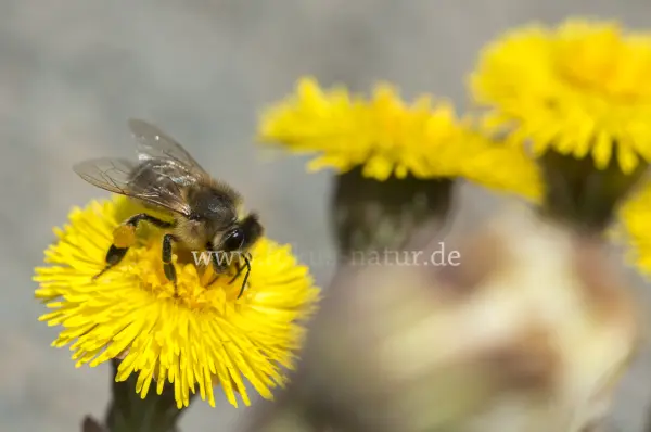 Fokus-Natur Bild