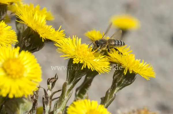 Fokus-Natur Bild
