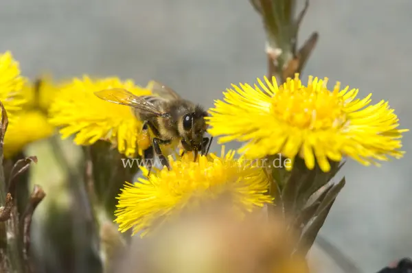 Fokus-Natur Bild
