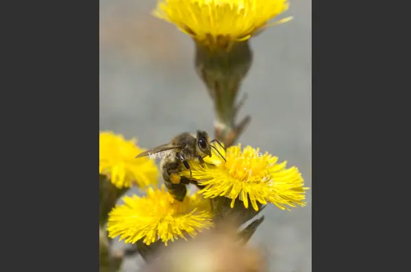 Fokus-Natur Bild