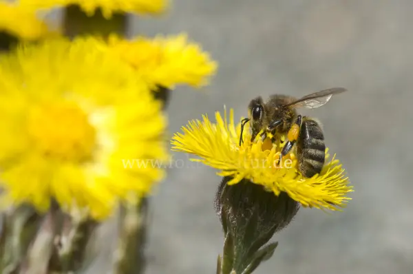 Fokus-Natur Bild