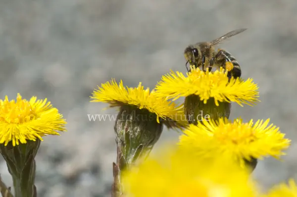 Fokus-Natur Bild