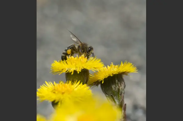 Fokus-Natur Bild