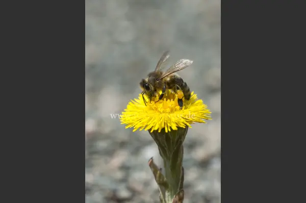 Fokus-Natur Bild