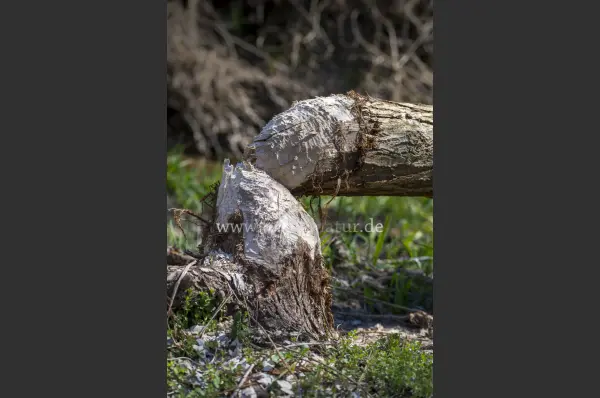 Fokus-Natur Bild