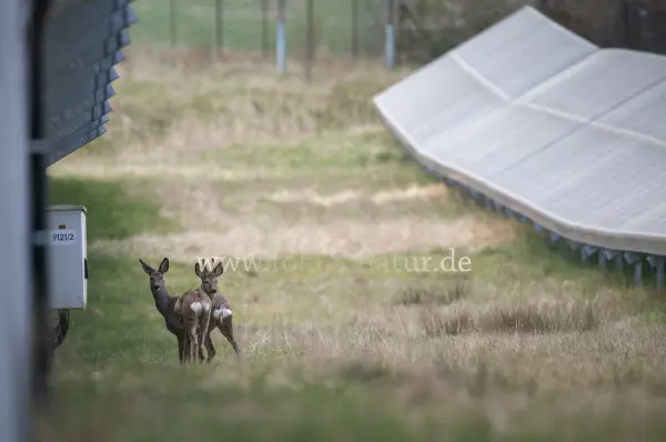 Fokus-Natur Bild