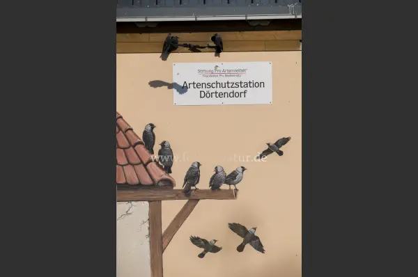 Fokus-Natur Bild