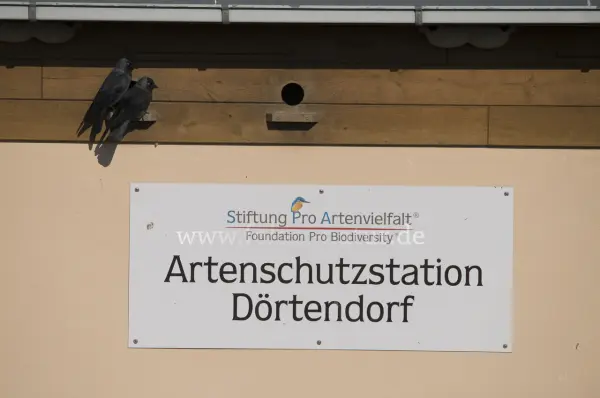 Fokus-Natur Bild