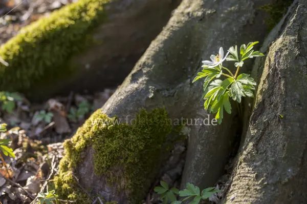 Fokus-Natur Bild