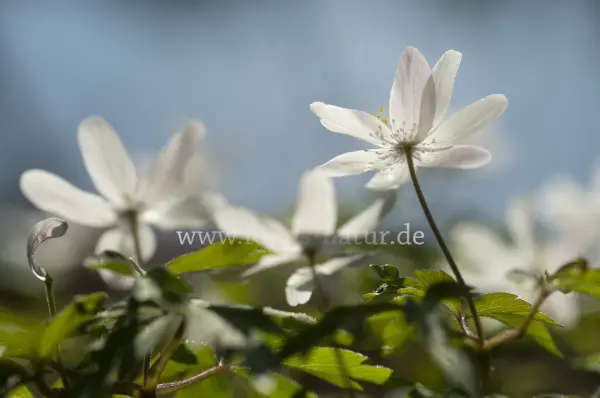 Fokus-Natur Bild