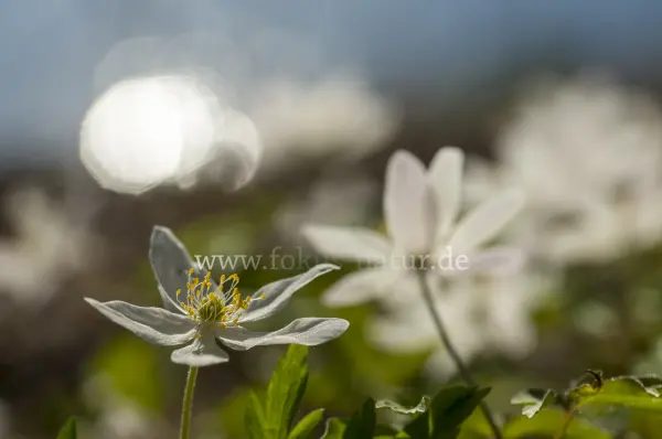 Fokus-Natur Bild