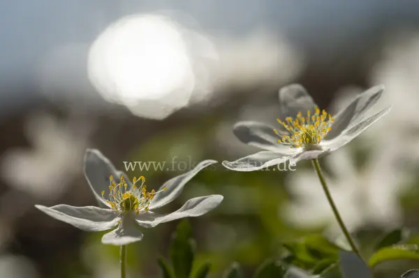 Fokus-Natur Bild