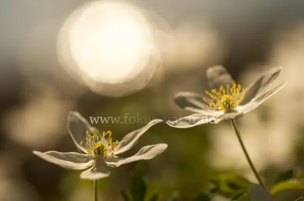 Fokus-Natur Bild