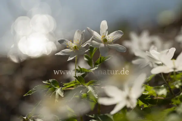 Fokus-Natur Bild