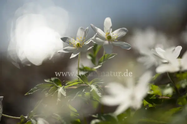 Fokus-Natur Bild