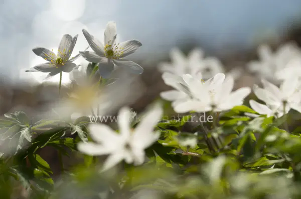 Fokus-Natur Bild