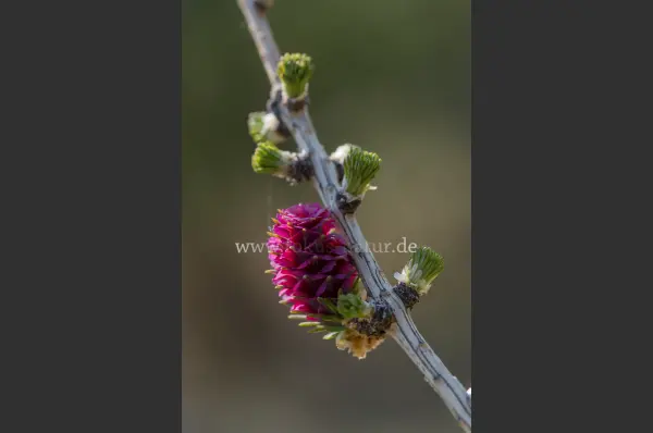 Fokus-Natur Bild