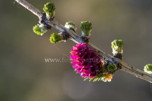 Fokus-Natur Bild