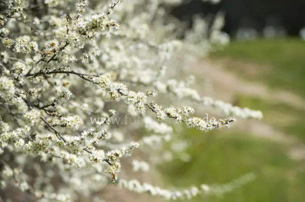 Fokus-Natur Bild