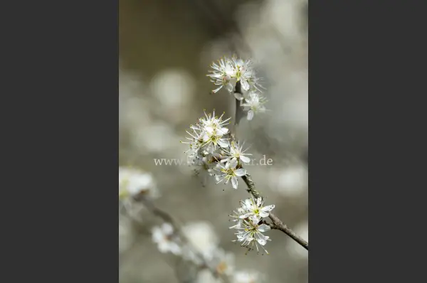 Fokus-Natur Bild