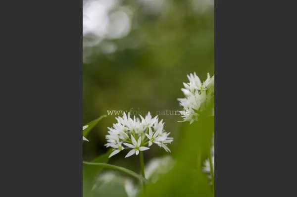 Fokus-Natur Bild
