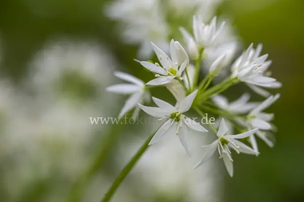 Fokus-Natur Bild