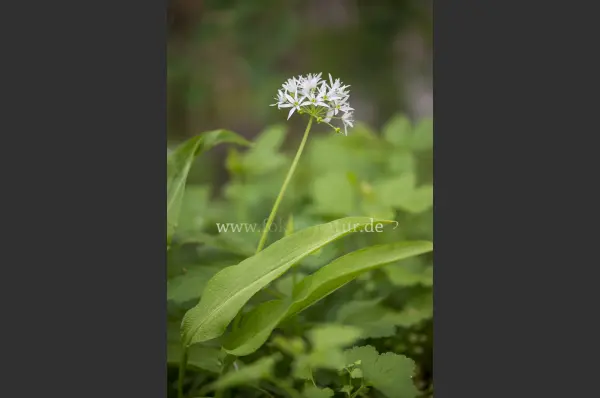 Fokus-Natur Bild